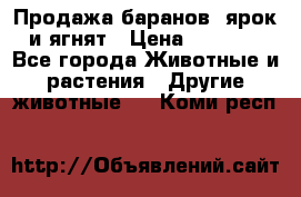 Продажа баранов, ярок и ягнят › Цена ­ 3 500 - Все города Животные и растения » Другие животные   . Коми респ.